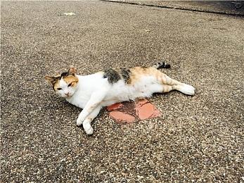 《铁拳8》撤回争议性改动 制作组向玩家妥协