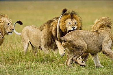 《最终幻想16》Steam多半好评 优化问题反应较多